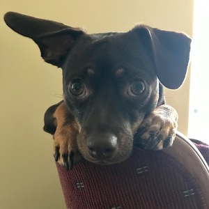 Team Page: Kooba Sweet Boy!